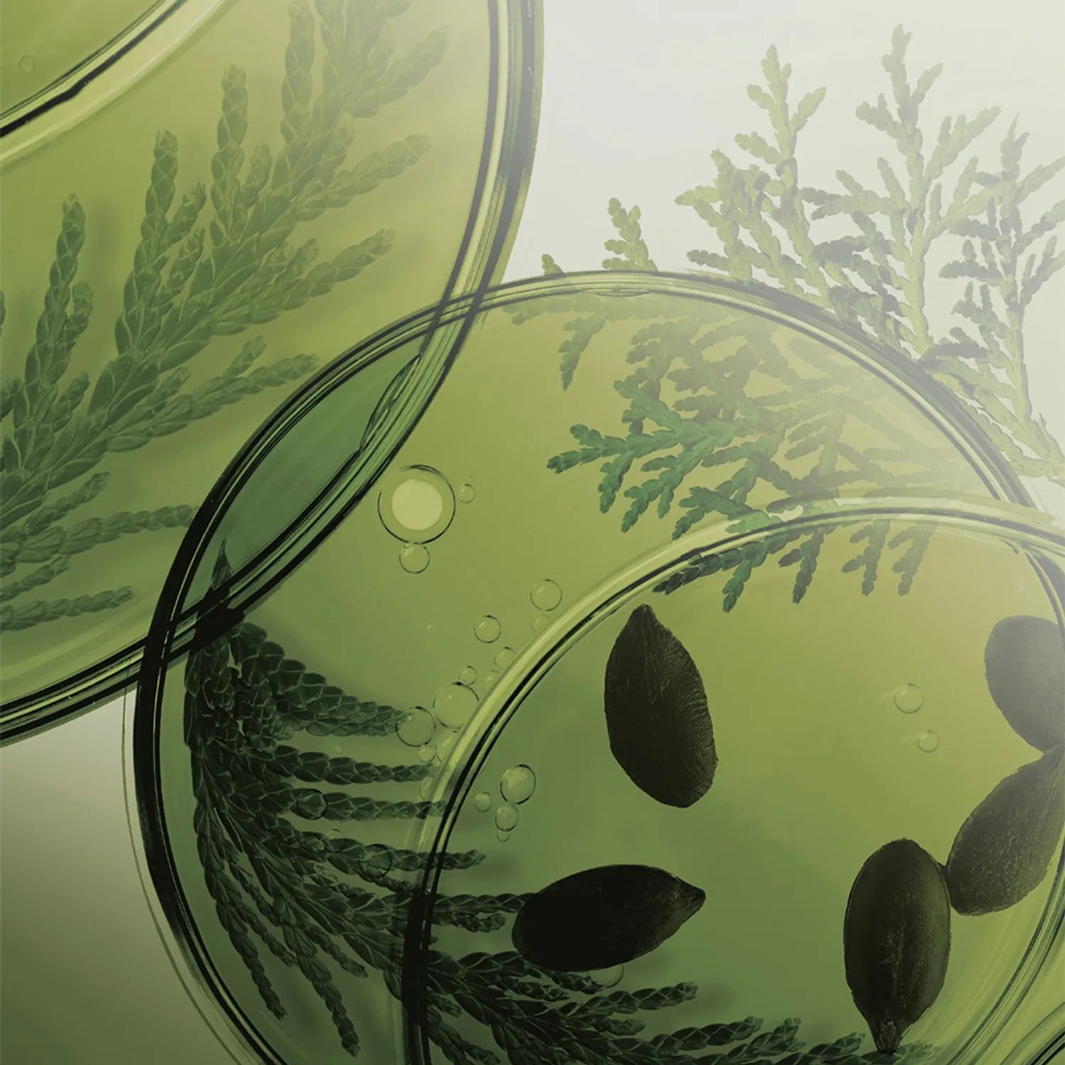 Ryo - Root:Gen For Women Hair Loss Care Shampoo (515ml)